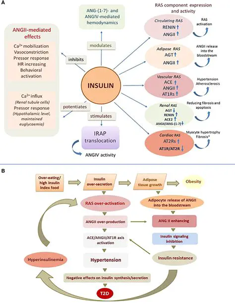 Potential Effects of Hypersecretion of Insulin on the Body