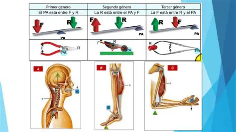 Preguntas y Respuestas sobre la Fuerza y la Resistencia en Palancas