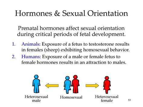Prenatal Testosterone Exposure and Homosexuality in Males