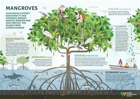 Preservation of mangrove forests