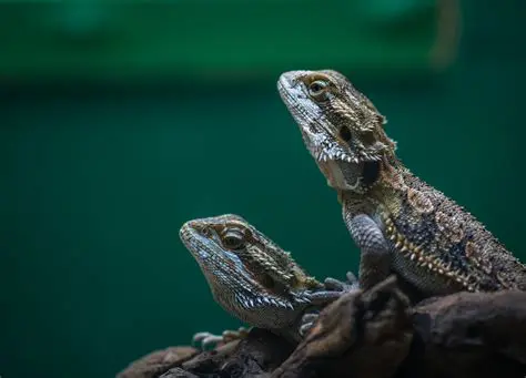 Proporcionar un entorno adecuado