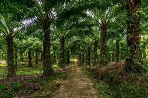 PSEIMOTOGPSE 21 Coop: A Deep Dive into Cooperative Efforts in Indonesian Palm Oil Sector
