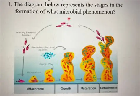 Psepseinienkesese Plas: Unveiling the Mysteries of a Novel Microbial Phenomenon