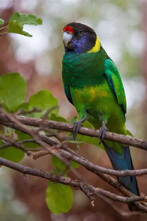 Psittaciformes di Siprus: The Vibrant, Enigmatic Parrots of Cyprus