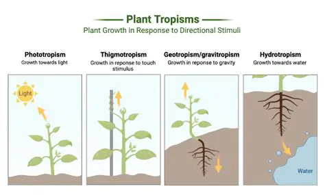 Reactants are taken in from the environment by the plant