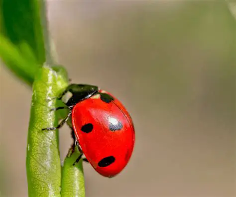 Red Light and the Red Ladybug