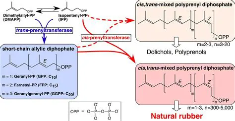 Response of Plant Growth and Long Chain of Polyisoprenoid Chain in Mangrove Sonneratia Alba Smith