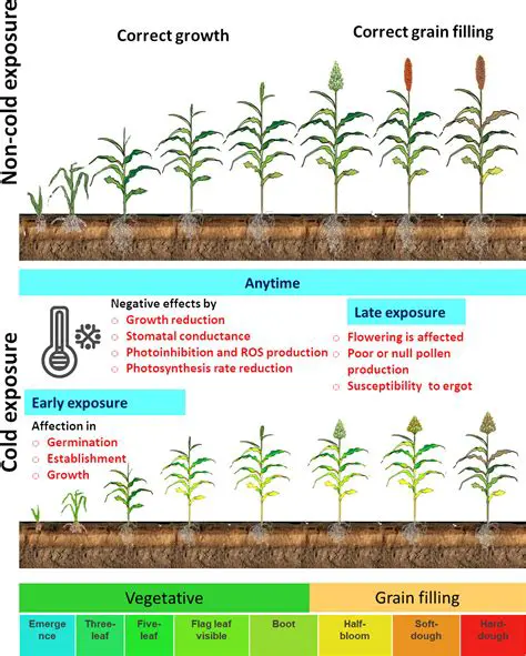 Response to the Growth and Production of Sorghum and Corn to the Dose of Cow Manure