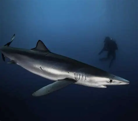 Exploring the Enigma: Are Sharks a Real Threat in Velipoja's Waters?
