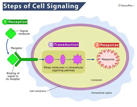 Signaling Importance in an Outline