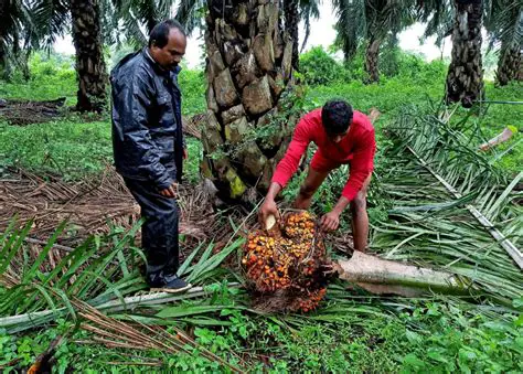 Social Network and Health Access Services for Retired Palm Oil Plantation Workers at PTPN IV