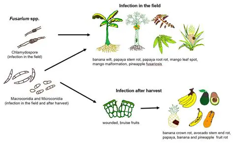 The Ability of Local Chitinolytic Bacteria in Inhibiting the Growth of Fusarium SP of Coffee Plants
