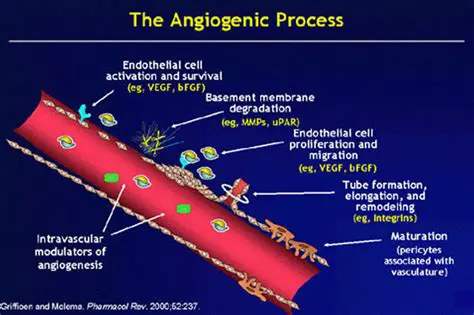 The Angiogenesis Process and Endometriosis