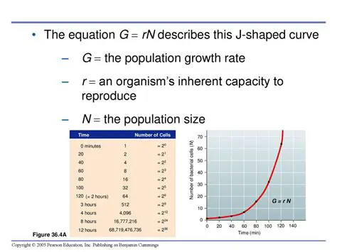 The Bacterial Population Equation