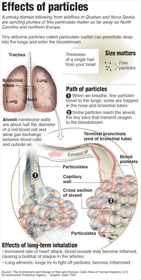 The Effects of Smoke on the Respiratory System