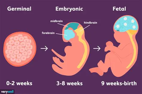 The Formation of the Embryo