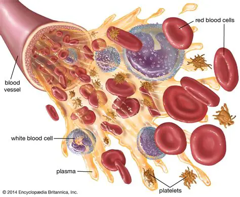 The Function of Plasma Cells