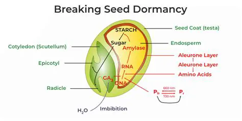 The Importance of Breaking Dormancy