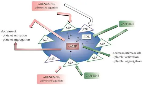 The Importance of Caffeine and Inflammation in Coronary Heart Disease
