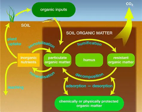 The Importance of Soil Classification in Biology