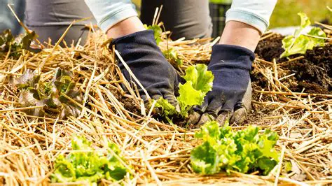 The Importance of Straw Compost in Rice Production