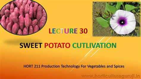 The Importance of Sweet Potato Cultivation