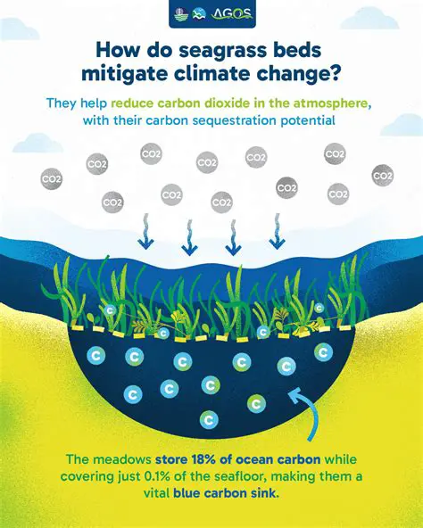 The Potential of Seagrass as a Climate Change Solution