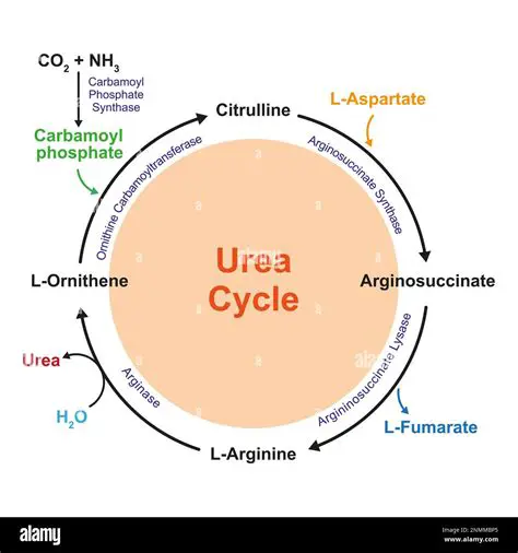 The Preparation of Urea in Sunlight