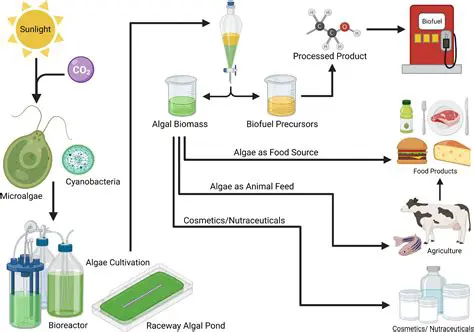 The Production of Algal Toxins