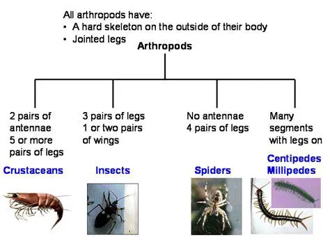 The Relationship Between Insects and Arthropods