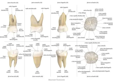 The Relationship Between Posterior Tooth Roots and Maxillary Sinus Base