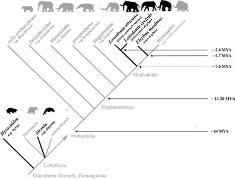 The Relationship Between the Pony and Elephant Factors