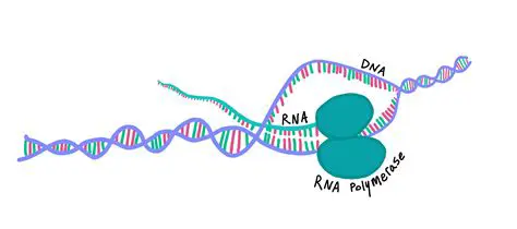 The Result of Transcription