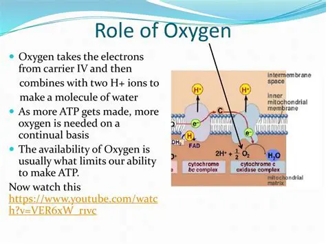 The Role of Oxygen in Cellular Processes