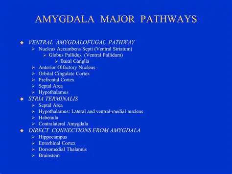 The Role of the Amygdala in Classical Conditioning