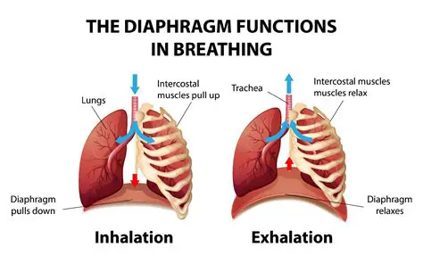 The Role of the Lungs in Breathing