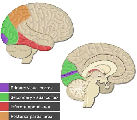 The Science Behind the Location of the Primary Visual Cortex