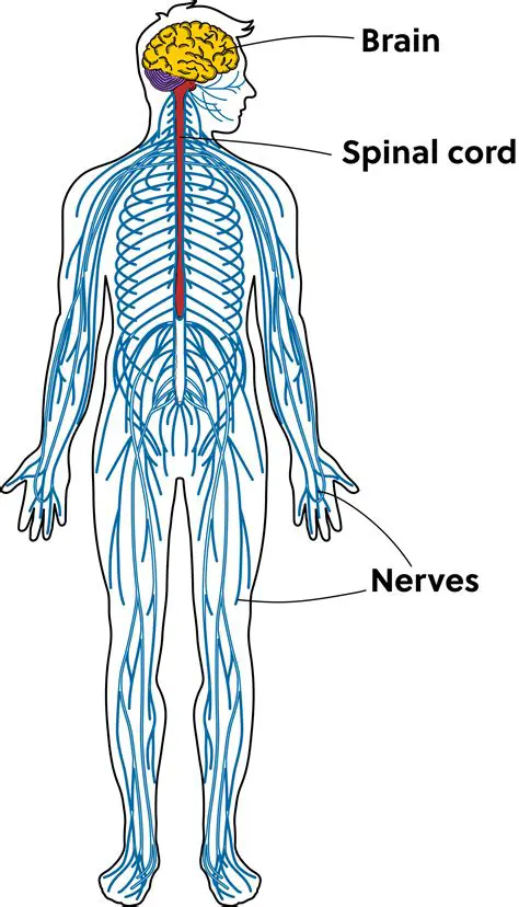 The Spinal Cord and the Peripheral Nervous System