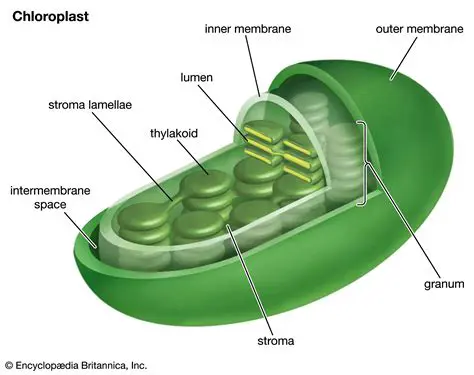 The Structure of Chloroplasts from Secondary Endosymbiosis