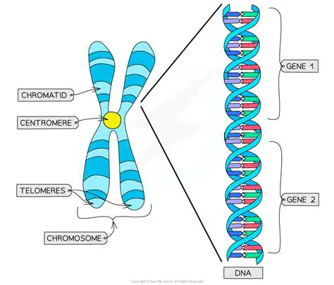 The Structure of Chromosomes