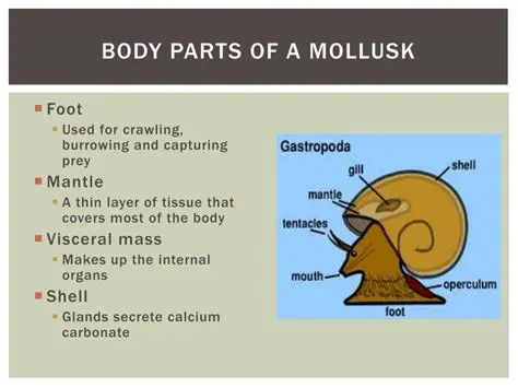 The Three Body Parts of a Mollusk