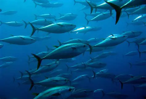 Thon: The Versatile Ocean Dweller That Fuels Global Cuisine and Ecosystems