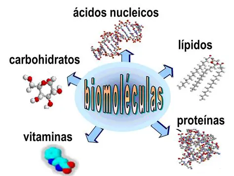 Tipos de biomoleculas organicas