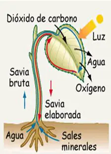 Transporte de agua y nutrientes