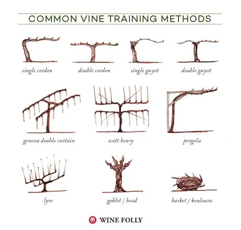Types of Grapevine Trellises