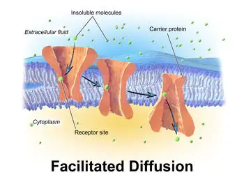 Types of Molecules that Require Facilitated Diffusion