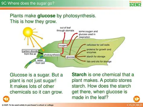 Types of Reactions that Produce Glucose