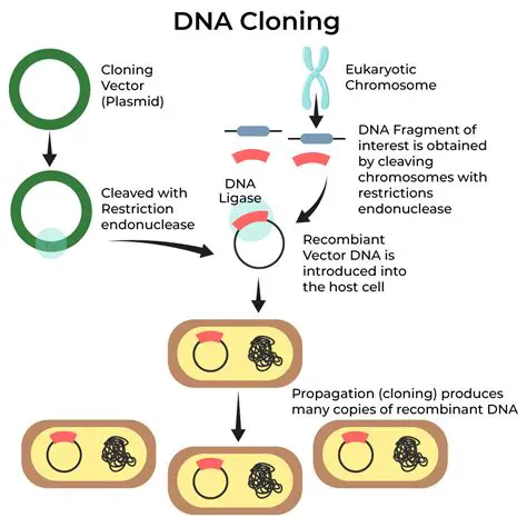 Understanding Cloned Channels