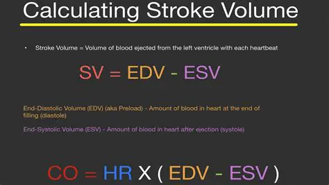 Understanding Stroke Volume and Its Correlation with Various Factors