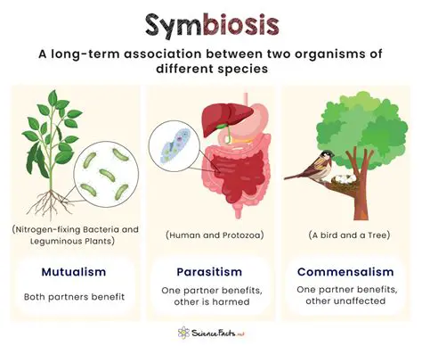 Understanding the Basics of Symbiotic Relationships
